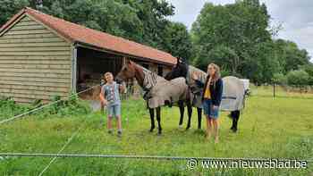 Wolf pakt drie schapen op klaarlichte dag