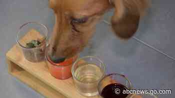 WATCH:  This bar serves puptails for its furry customers
