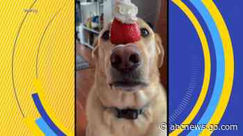WATCH:  Dexterous dog shows off balancing skills