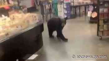 WATCH:  Bear soaks in scenic view