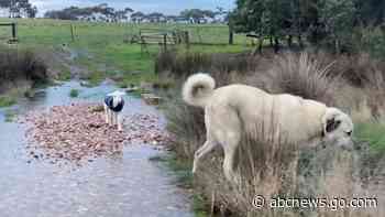 WATCH:  Dog helps guide adorable lamb across a creek
