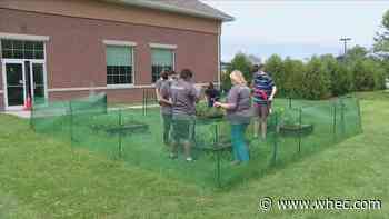 Bryant &amp; Stratton partners with AutismUp for community garden