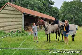 Wolf in Limburg wordt steeds driester: drie schapen verscheurd op klaarlichte dag