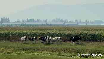 Extreme heat alerts issued as weather agency warns of Catch-22 from smoke, high temperatures