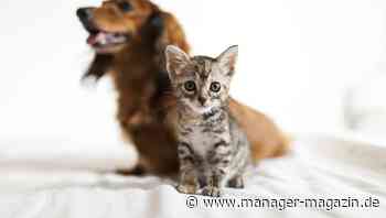 Zooplus: Aktie mit Kurssprung, Hellman & Friedman legt Milliardengebot vor