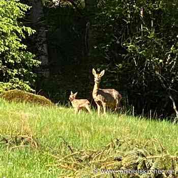 Mutmaßliche Wilderei in Nettersheim - radioeuskirchen.de