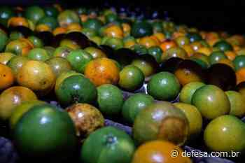Agricultores de Inhambupe melhoram produção de laranja com investimentos do Governo do Estado - Defesa - Agência de Notícias