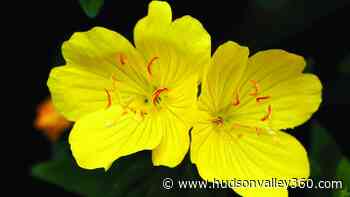 Be a Better Gardener: Weeding the organic way - Hudson Valley 360