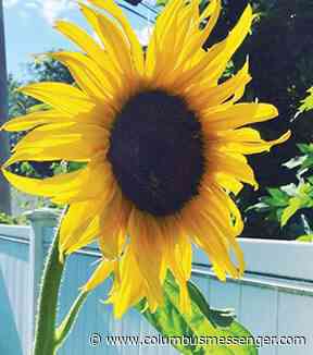 Ask a Master Gardener: Head-clippers and falling flowers - Columbus Messenger