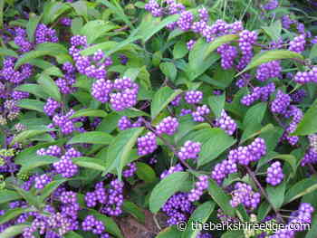 THE SELF-TAUGHT GARDENER: Stumped and benched - theberkshireedge.com