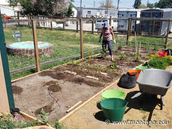 MSU Extension SNAP-Ed and Master Gardener programs partner to address food insecurity - Montana State University