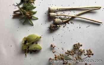 Ask the Master Gardener: It's easy to save seeds for use next year - Brainerd Dispatch