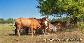 Ease heat stress in cattle