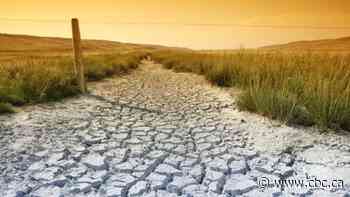 How this summer's drought could have you paying high beef prices again next year