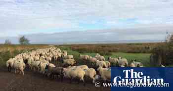 Gower lamb is first British food to get protection under post-Brexit scheme - The Guardian