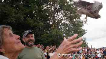 Ferragosto Modena, una nuova vita per civette e rapaci. Lo spettacolo de ‘La grande fuga’ - Il Resto del Carlino