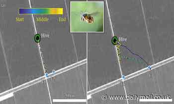 Nature: Bumblebees use paths and lanes created by humans to navigate their way around, study finds 