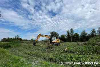 Bomen aan Muggenberg gekapt ondanks lopend bezwaar: “Klacht werkt niet opschortend”