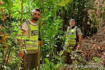 (FOTO) Piantagione cannabis, blitz GdF Capua e Baschi Verdi Aversa nel Casertano - La Rampa
