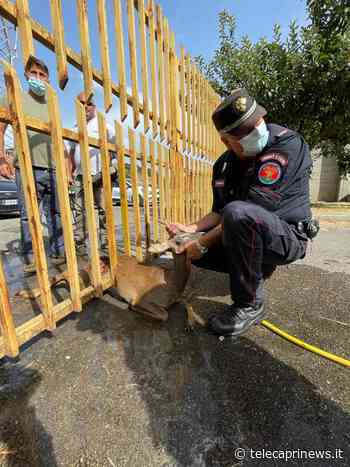 Capua (CE): i carabinieri forestali intervengono per salvare esemplare di capriolo rimasto intrappolato tra le sbarre di un cancello - Telecaprinews