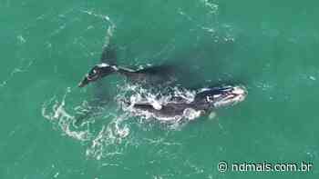 Monitoramento de baleias reúne estudantes de diferentes regiões do Brasil em Imbituba - ND Mais
