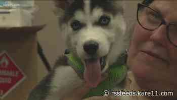 Minnesota rescue sees drop in pet adoptions, more pet returns