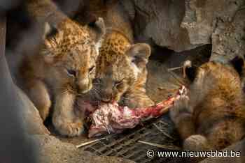 Geslacht van leeuwenwelpen bekend: twee vrouwtjes en een mannetje