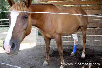 Des chevaux blessés alors qu'ils fuyaient, pourchassés par des adolescents en quads et à motos à Cogolin