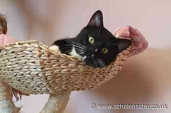 Playful and affectionate cat is seeking its forever home - St Helens Star