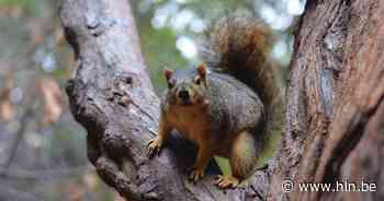 Hoe weten eekhoorns of ze die verre sprong naar een tak halen? Onderzoekers hebben het geheim ontrafeld - Het Laatste Nieuws