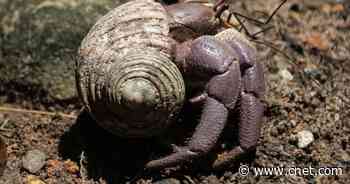 Plastic waste in ocean is making hermit crabs horny     - CNET