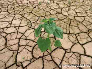 Klimabericht sagt drastische Klimawandel-Folgen voraus - TAGEBLATT: Nachrichten aus Stade, Buxtehude und der Region - Tageblatt-online