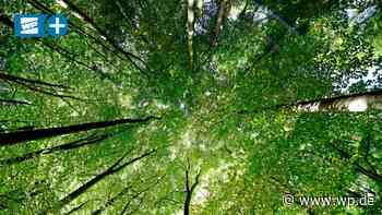 Marsberg: Kahlschlag im Buchenwald ruft Behörde auf den Plan - WP News