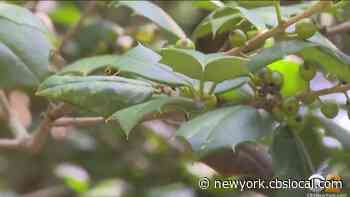Rising Sea Levels Threaten Rare Holly Forest In Sandy Hook, N.J.: ‘The Shoreline Is Migrating Inland’ - CBS New York