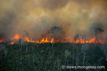 Amazon forest loss hits second highest level since 2008 - Mongabay.com