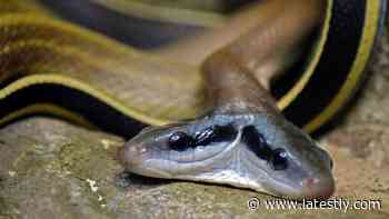 Rare Two-Headed Cobra Spotted in Dehradun; Rescued by Forest Officials - LatestLY
