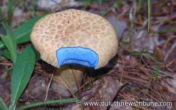 Northland Nature: Blue-staining boletes brighten forest floor - Duluth News Tribune
