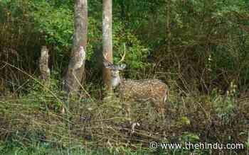 Human-wildlife conflict: Forest Department to acquire estates - The Hindu
