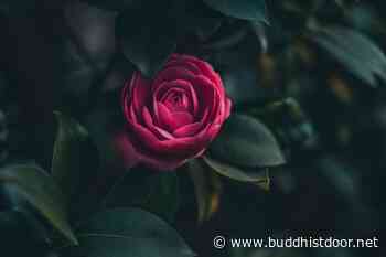 Can Small Farms Save the World? Part Two: Forest Gardens - Buddhistdoor Global