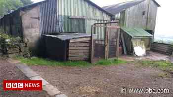 Forest of Dean farmer jailed after sheep found dead - BBC News