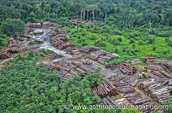 Just because a forest is protected, doesn't mean it won't get logged - Anthropocene Magazine