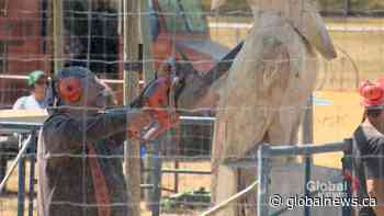 Manitou Beach Chainsaw Carving Festival creating a buzz in Saskatchewan