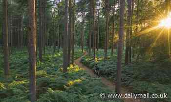 Forests help create clouds and are more essential to cooling the planet than previously thought
