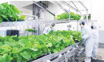 Scientists urge using plant-made vaccines that are cheaper and can be tailored to patients