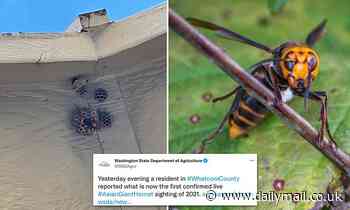 Murder hornets are back! Washington state records first live sighting of giant bugs this year 