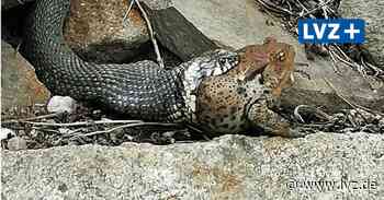Ringelnatter verschlingt in Oschatz fette Erdkröte - Leipziger Volkszeitung