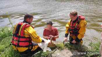 Brandweer redt reetje uit kanaal in Kanne (Riemst) - Het Belang van Limburg Mobile - Het Belang van Limburg