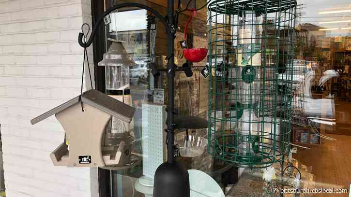 Pennsylvania Game Commission: It’s Safe To Feed Birds Again After Mysterious Illness Causes Dozens Of Deaths