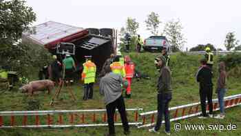 Nach Unfall mit Tiertransport bei Neu-Ulm: Peta erstattet Strafanzeige - SWP