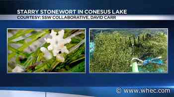 Invasive plant found in two locations in Conesus Lake